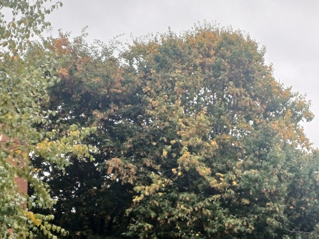 Counselling, Neurodivergence and Autumn her in&nbsp;Exeter.